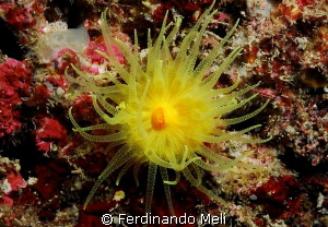 Coral (Leptopsammia pruvoti). by Ferdinando Meli 
